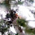 木の上で4日も立ち往生する猫…危険な救出劇の結末とは？