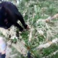 遥か高いモミの木で鳴き叫ぶ黒猫…愛の輪が救助に繋がる！