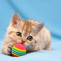 猫が『ボール遊び』を好むのはなぜ？その理由や好きなボールの特徴・…