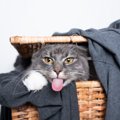 猫を怒るに怒れない…猫がする『憎めない行動』ランキングTOP3！	
