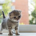 耳が折れている猫種がいるのはなぜ？飼うときのポイントは？