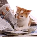猫が新聞やチラシの上に乗るのはなぜ？猫を困らせずにおろしてあげる…