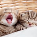 猫の『あくび』の理由は眠い以外にも…3つの意味と見られるシーンとは