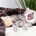猫が『あくび』をする理由4選　リラックスしているときばかりではない？