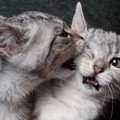 猫が『激しく噛んでくる』ときの原因4つと対処法