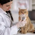 愛猫を連れて動物病院に行くときに守るべき3つのマナー　モンスター飼…