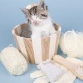 猫をお風呂好きにする4つの方法とそのメリット