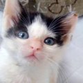 命の期限にさらされた子猫……保護され病と戦う姿に応援の声続出！