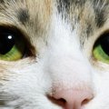 【獣医師執筆】猫も花粉症⁉　目が赤いとき、目やにや涙が多いときは病…