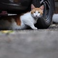 猫がエンジンルームに入る理由とその対処法