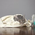 猫の体温の測り方と調節方法、熱がある時の対処法まで