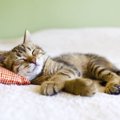 猫の貧血の原因や症状とその治療法