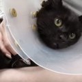 『余命宣告された猫』に涙が止まらない…3ヶ月に及ぶ懸命な治療の結果…