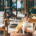 愛猫と一緒に来店も「ペットにやさしいカフェ」が中国各地で大人気　…