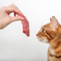 猫に絶対必要な栄養素「タウリン」主な働きや不足した場合の症状など…