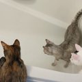 猫がお風呂に居座るので『お湯はり』をした結果…まさかの動きが大爆笑すぎ…