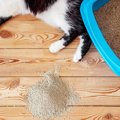 意外とめんどうな『猫砂の飛び散り』防止策5つ　掃除回数を減らすために取…