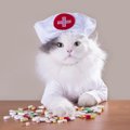 猫の『お薬』にまつわる豆知識3つ