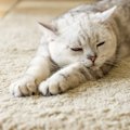 寝てる猫を撫でても大丈夫？『触っていいよ！やめて！』のサイン10つ