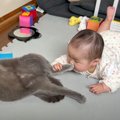 猫が赤ちゃんに足を嗅がれたら…『優しく教育する姿』が微笑ましすぎる…