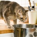 猫のご飯に使うと『危険な食材』3つ！理由と食べてしまった時の対処法も