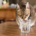 猫に氷はNG？夏の『飲み水』で注意すべき5つのこと