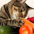 猫の『免疫力』を上げる食べ物ってある？注目すべき3つの食材