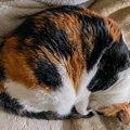 猫をウトウト…眠くさせちゃう３つの作戦