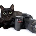 愛猫の「特別な1枚」を残すために！猫をプロカメラマンに撮ってもらう…