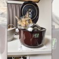 『米が炊けない…』炊飯器の中でうとうとしちゃう猫さんに飼い主困惑