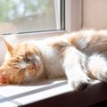 猫の『日光皮膚炎』って何？原因や予防策、治療法まで徹底解説！