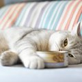 猫が最近『少食』のような気がする…考えられる5つの原因と対策