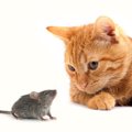 どうして猫はネズミを捕まえるの？