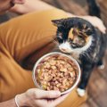 愛猫の『ご飯』を見直すべきタイミング5つ　合わないご飯を食べている…