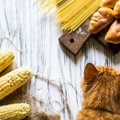 猫が『消化不良』を起こしやすい危険食材3選