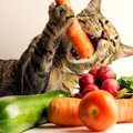 猫にとって危険な『野菜』6選