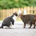 参考になる『猫同士のコミュニケーション』方法3選！人も真似をすると…