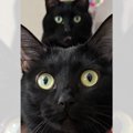 「黒猫の後ろに黒猫！」可愛さ溢れる写真がSNSの猫好きたちの間で話題…