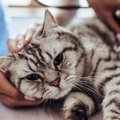 猫の『寄生虫』には要注意！8つの例と症状・対処法