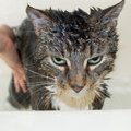 愛猫に『水』に慣れてもらう5つの方法　そもそも猫はなぜそんなに水を…