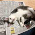 猫が新聞紙にダイブする6つの理由
