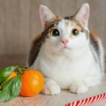 猫に柑橘類を絶対に与えてはいけない『３つのワケ』