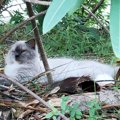 猛暑の中公園に捨てられていた盲目の猫。前向きに生きる姿に胸を打たれる