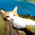 猫のいる鉄道ジオラマ食堂が超話題！「電車もにゃんこも愛しい」「電…