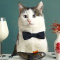 『猫が夢中になる食べ物』ランキングTOP3！