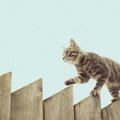 猫のバランス感覚に関する不思議５つ