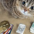 猫の医療費ってどのくらいかかるの？
