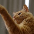 猫が『猫パンチ』を繰り出す3つのシーン！された時に注意すべきことは？