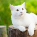 白猫の子猫の特徴と迎え入れる2つの方法
