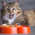 猫の食事量、どのくらいが適切？子猫や持病がある猫のケースも紹介